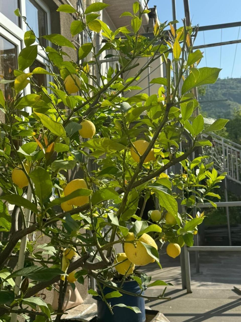 מלון גוריס Center מראה חיצוני תמונה